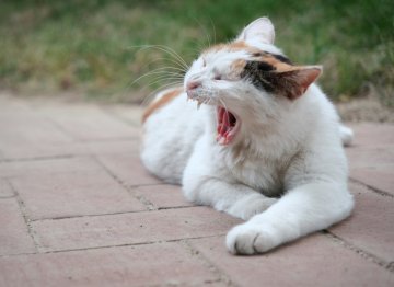 kočka s otevřenou pusou
