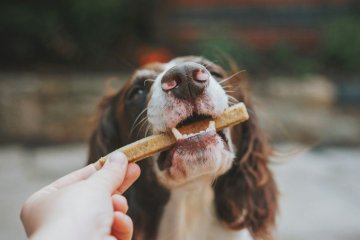 Jak podpořit chuť k jídlu u psa?