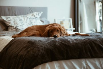 Jak naučit psa být sám doma?