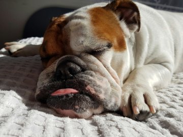 buldog buldog