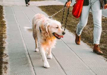 jak naučit psa na vodítku jak naučit psa na vodítku
