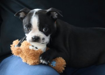 stene stene