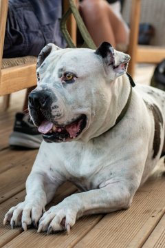 Americký buldog – cena, povaha, výška, váha a všetko, čo by ste mali vedieť