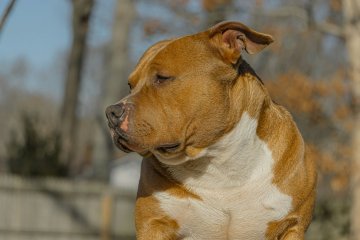 americký pitbull americký pitbull