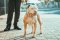 svetly pitbull