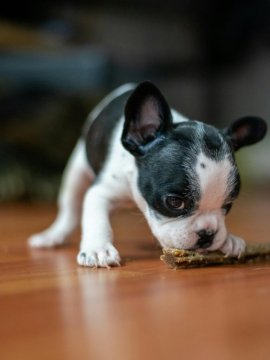 Šteňa buldoček Šteňa buldoček