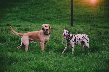 Granule pro aktivní psy: Jak vybrat správně?