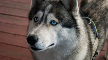 husky husky