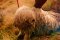 Komondor na poli