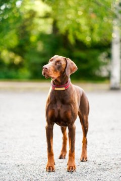 🐕📏 Růstová tabulka dobrmana – jak správně roste štěně dobrmana?