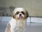 Shih-tzu