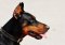 🐶💰 Cena dobermana v roku 2026 – od čoho sa odvíja a na čo si dať pozor pri kúpe?