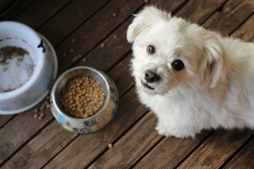 Jak vybrat dietní granule pro malé psy?