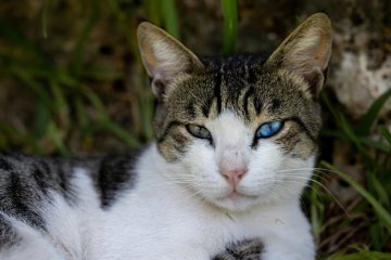 Mačka priviera jedno oko Mačka priviera jedno oko