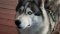 husky