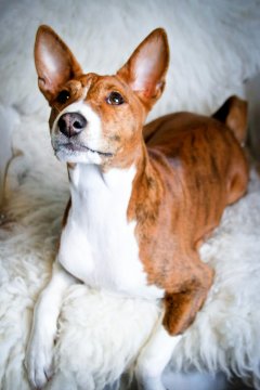 Basenji Basenji