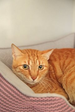 Garfield Garfield