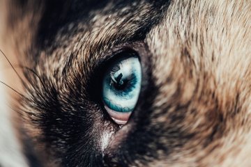 🐕 Barvy očí u psů – jaké existují a co ovlivňuje jejich odstín