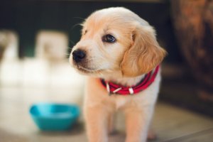 ako sa kŕmia šteňa labradora