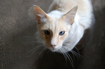 kočka s velkýma ušima kočka s velkýma ušima