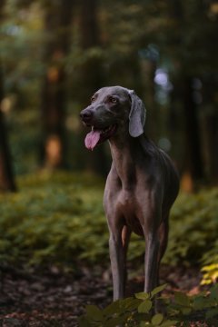 🐕 Druhy psej srsti – aké existujú a čím sa líšia