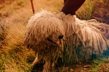 Komondor na poli Komondor na poli