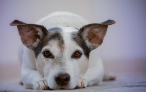 Škrábe se váš pes? Zkuste hypoalergenní krmivo