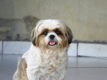 Shih-tzu Shih-tzu