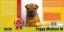 Bardog Puppy medium M 4 kg