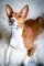 Basenji