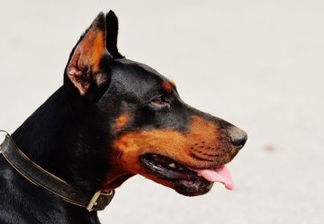 🐶💰 Cena dobrmana v roce 2026 – od čeho se odvíjí a na co si dát pozor při koupi?