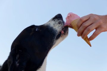 🍦 Môže pes zmrzlinu? Čo mu môžete dopriať a čomu sa radšej vyhnúť