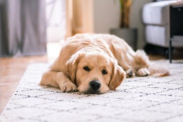 ležící labrador ležící labrador