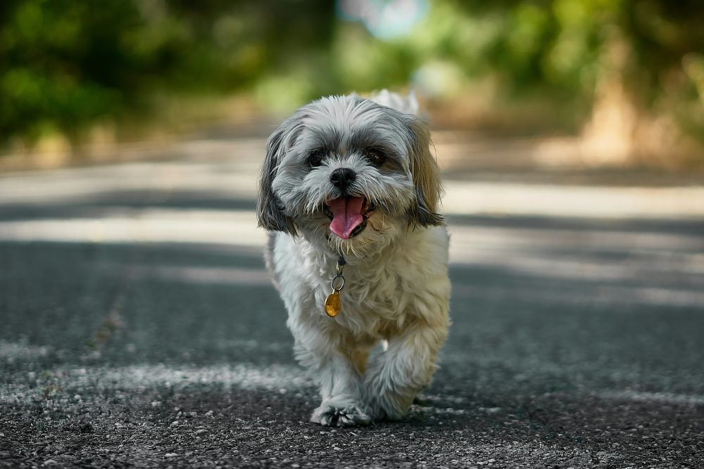 Shih-tzu