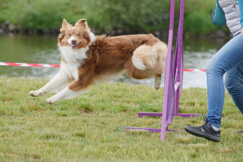 Pes překonává překážku při agility závodu u vody